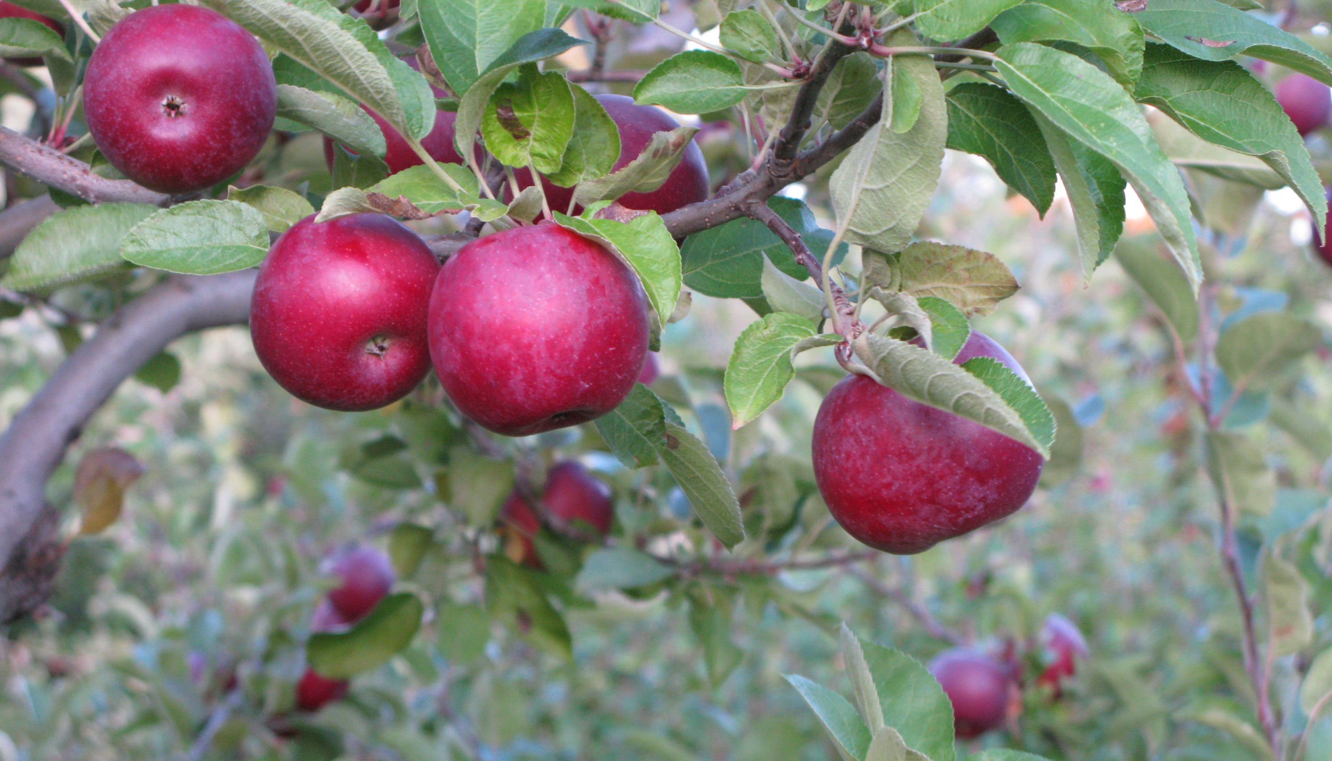 ApplesinTree_Lemieux_v2