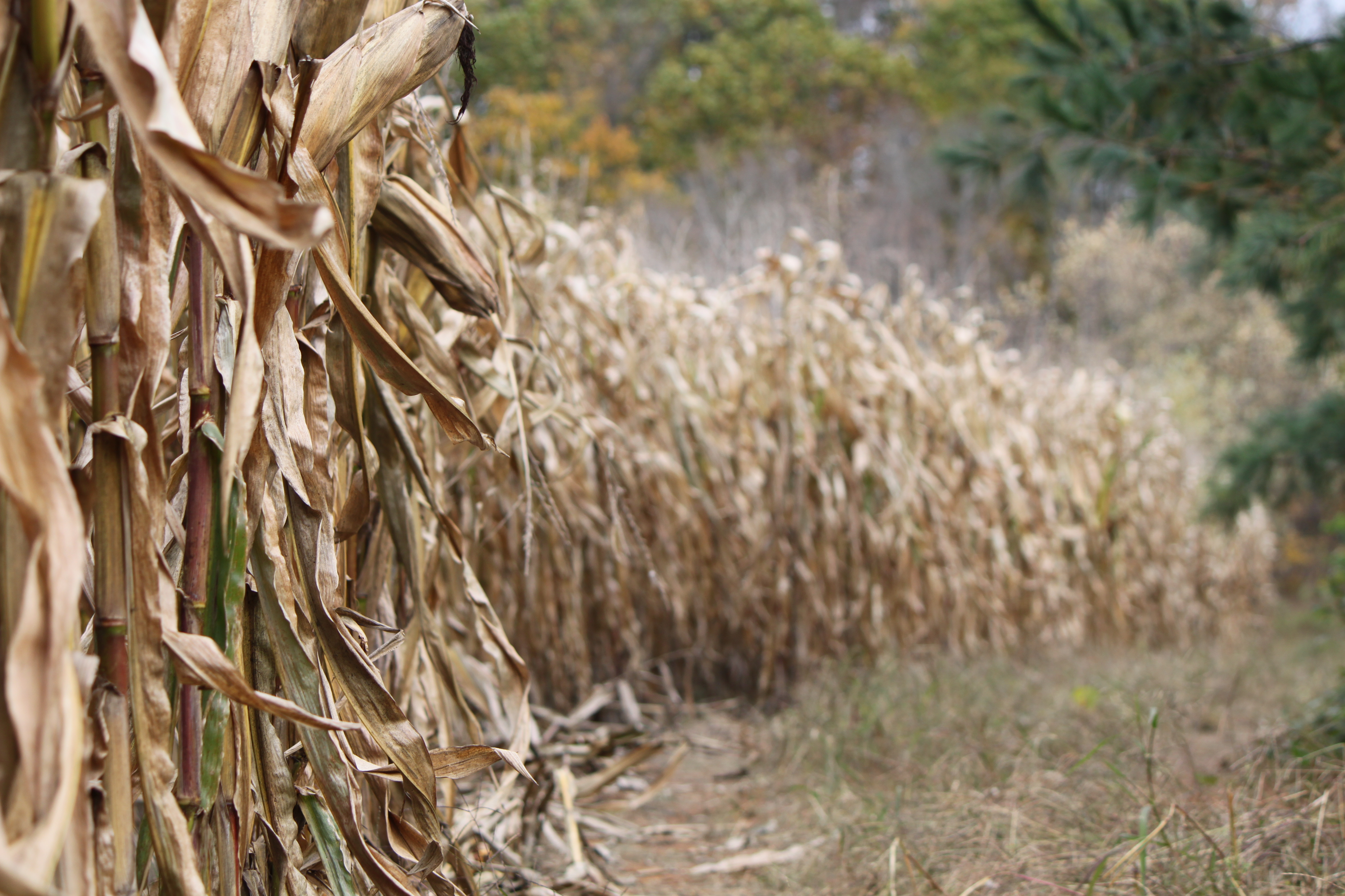 Cornstalks For Sale Near Me 14 - 8eja9iu