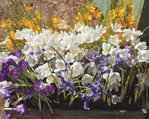 ElissaPaquette_CrocusBouquet_2019calendar